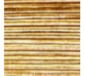Golden Wood 